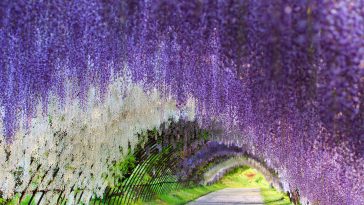 Тоннель из глициний