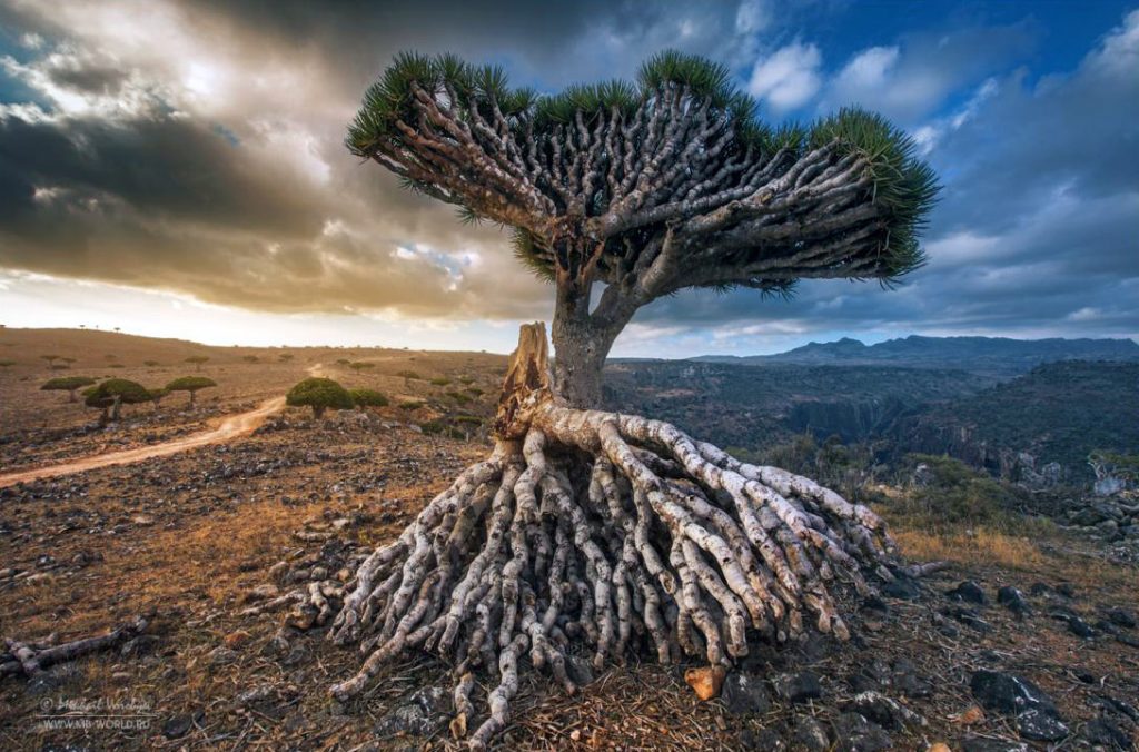 Драцена киноварно-красная, Сокотра