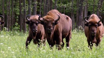 Интересное место Беловежская пуща