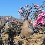 Интересное место Сокотра