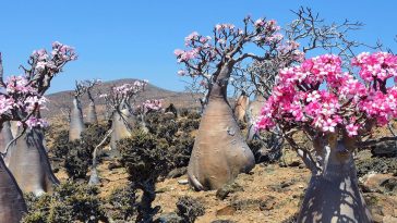 Интересное место Сокотра