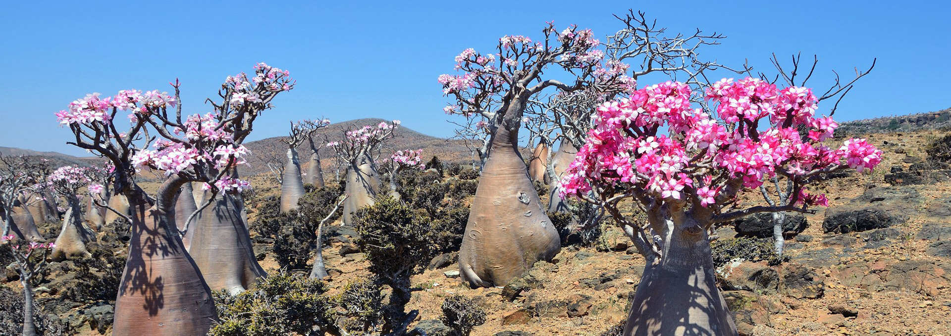 Интересное место Сокотра