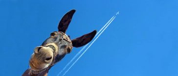 Интересные и смешные факты