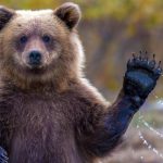 Интересные факты о животных