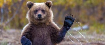 Интересные факты о животных