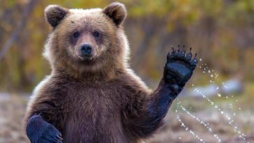 Интересные факты о животных