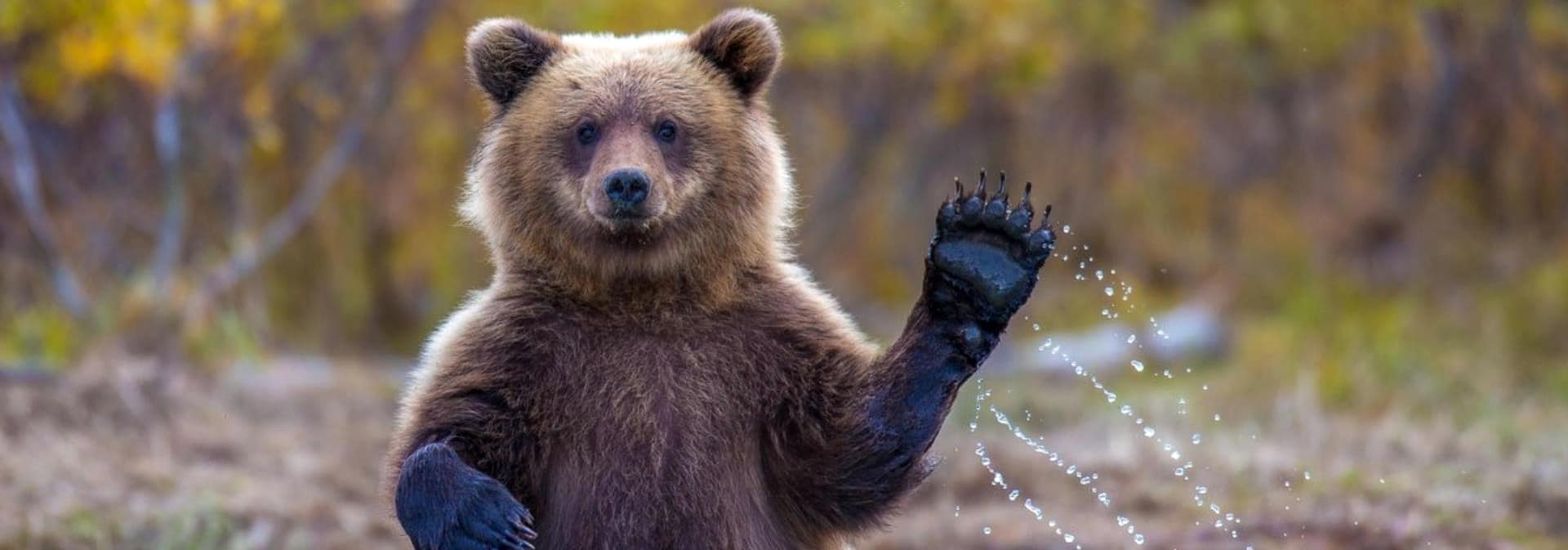 Интересные факты о животных