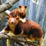 Древесные кенгуру