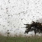 Интересный факт о комарах