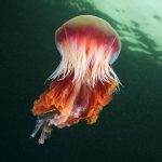 Интересный факт о медузах
