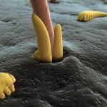 Интересный факт о ресницах