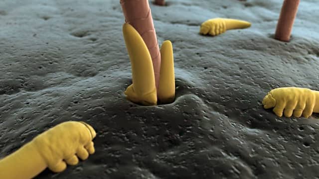 Интересный факт о ресницах