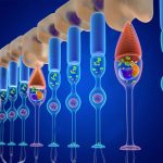 Интересный факт о дневном и ночном зрении