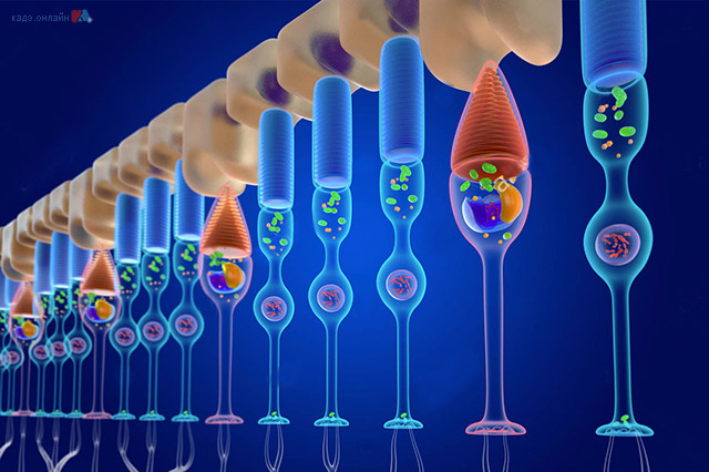 Интересный факт о дневном и ночном зрении