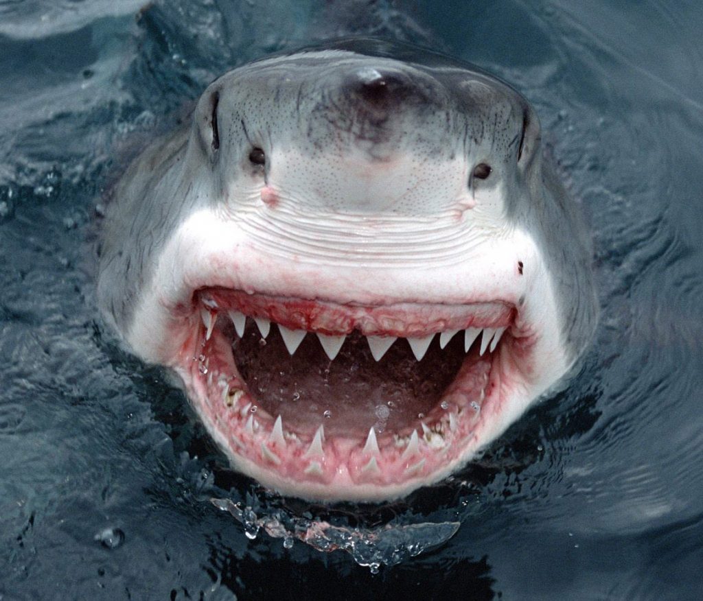 Интересный факт об акулах