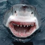 Интересный факт об акулах