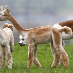 Интересный факт об альпака