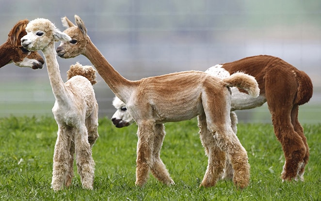 Интересный факт об альпака