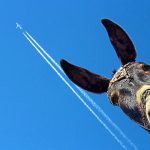 Интересные и смешные факты. Факт об ослах и самолётах