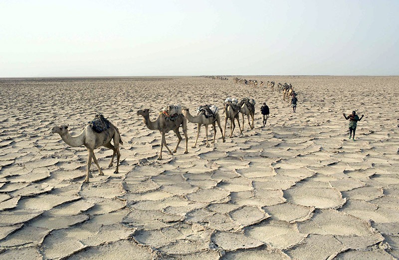 Караван народа аффар в пустыне Данакиль