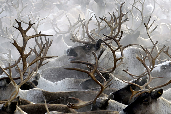 Миграция северных оленей с плато Путорана на север