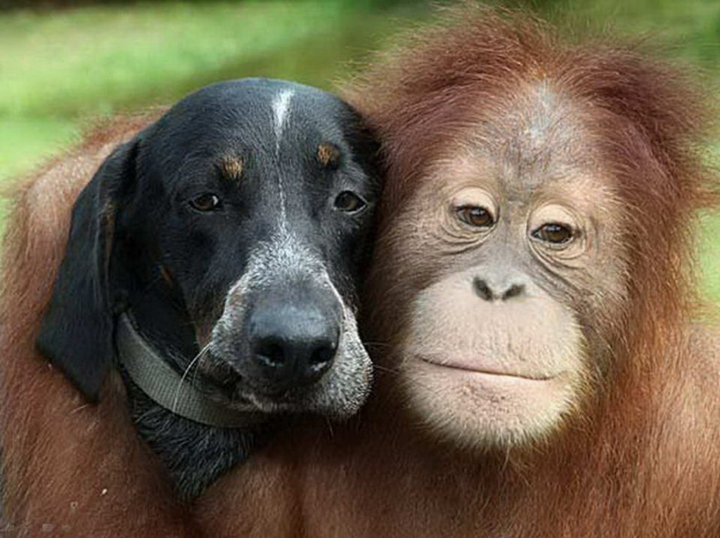 Дружба животных: орангутан и собака