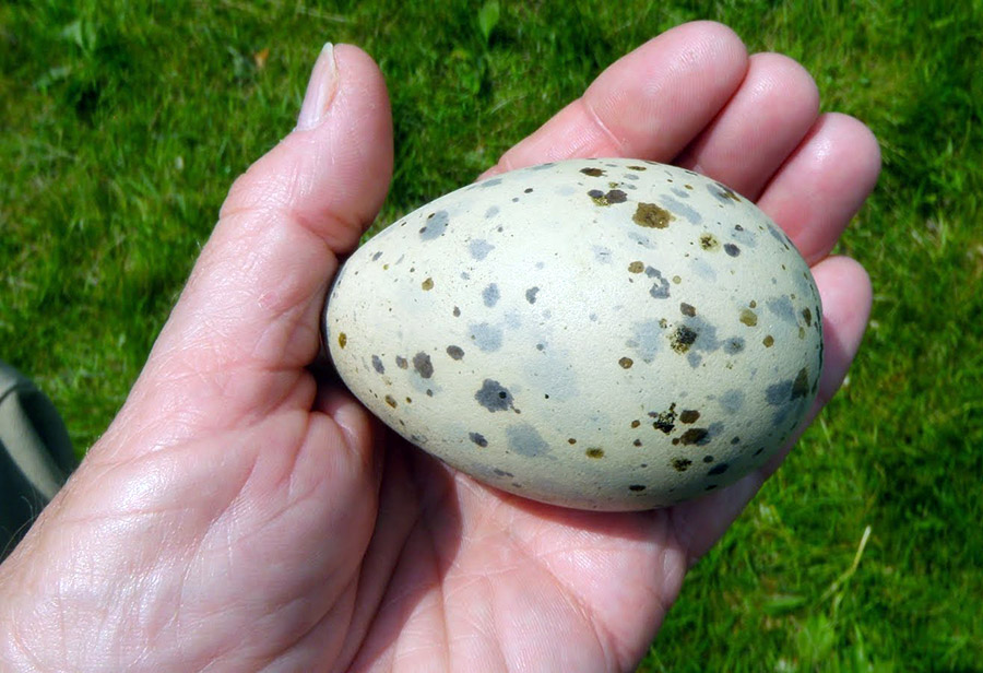 Самые дорогие вещи: омлет из яиц озёрной чайки