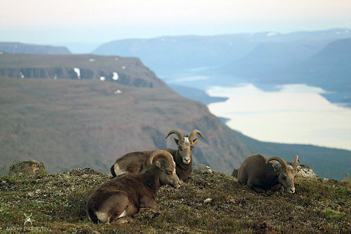 Снежный баран толсторог на плато Путорана