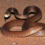 Тайпан Маккоя