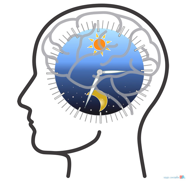 Интересные факты о сне: циркадный ритм